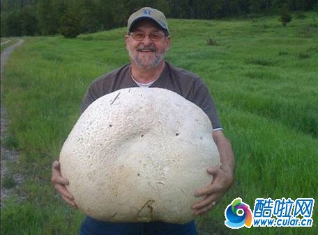 加男子发现26公斤巨型蘑菇 等同男孩体重