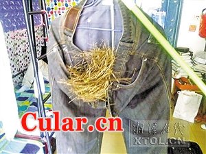 深圳晚报讯据《湘潭晚报》报道，“室友的裤子变鸟窝了，这鸟太会找地方了吧。”5月12日，在湖南工程学院读书的杨康发了这样一条微博，并附上了一张用手机拍摄的图片。